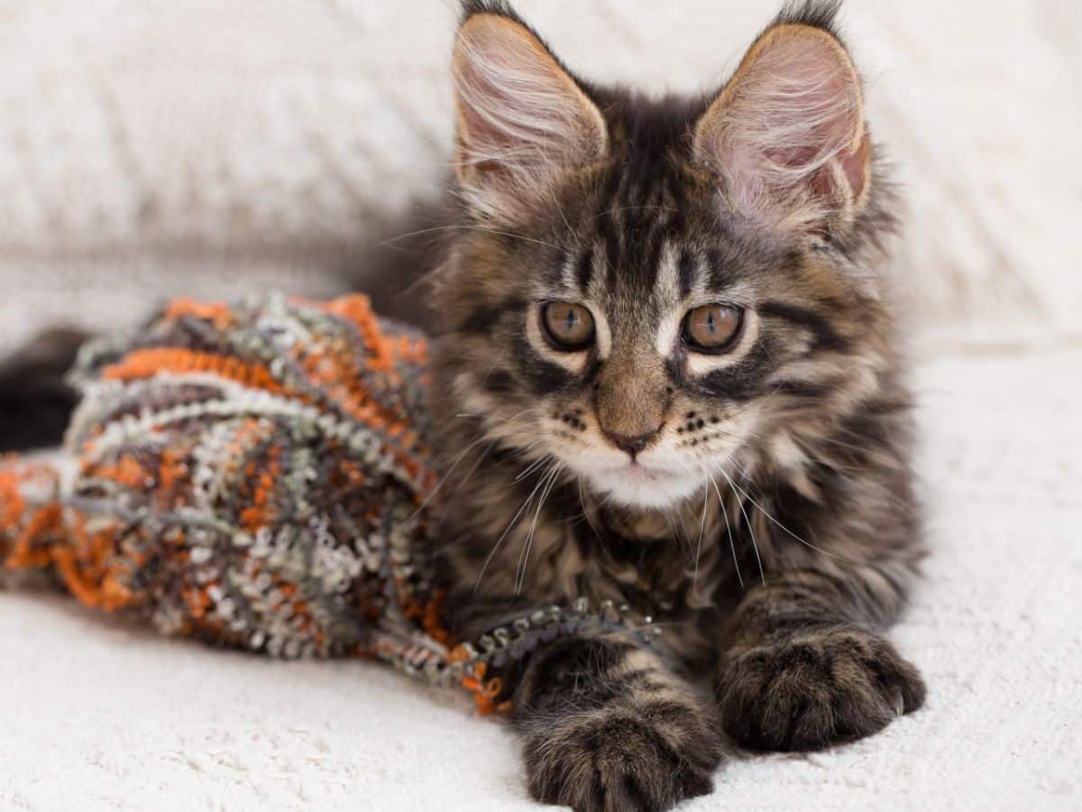 A cute gray maine coon kitten lying on a sofa.
