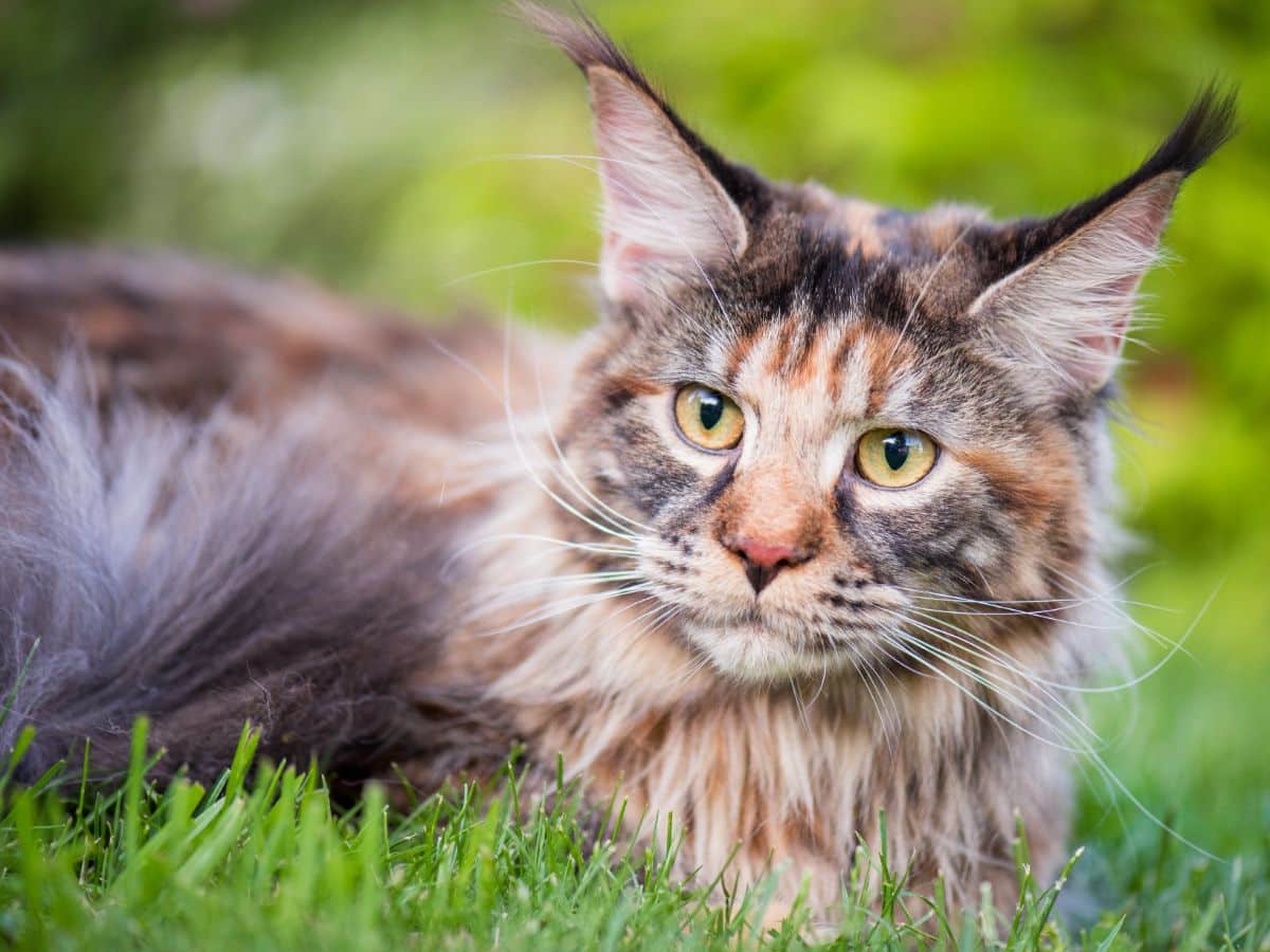 A brown maine coon lying on green grass.