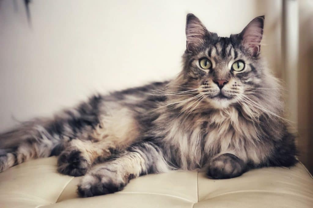 Why Is Your Maine Coon Not Fluffy (What To Do) - MaineCoon.org