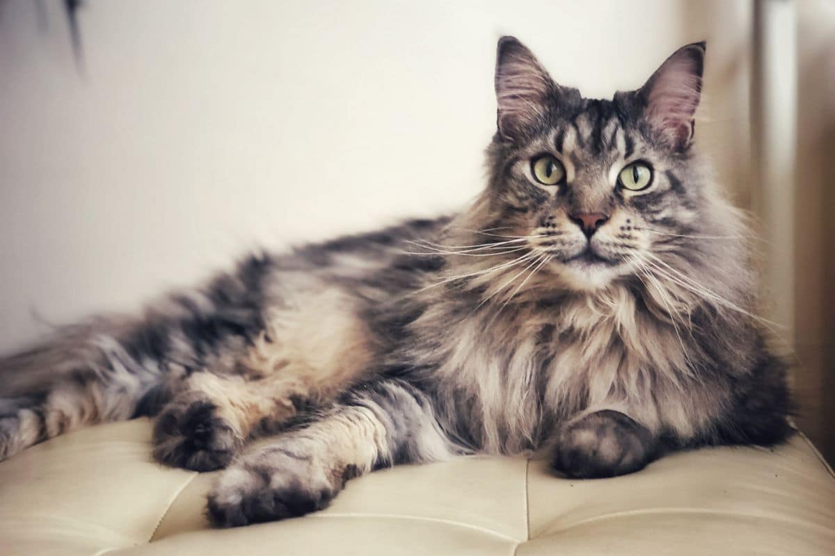 A fluffy tabby maine coon lying on a sofa.