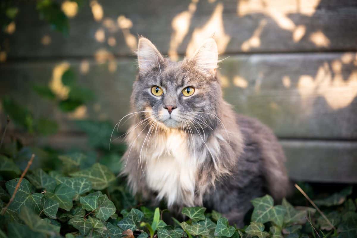 A blue tabby maine coo cat siitting in plants.