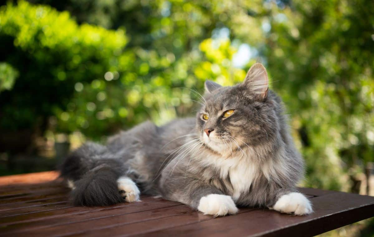 A blue tabby maine coon lying on a table.