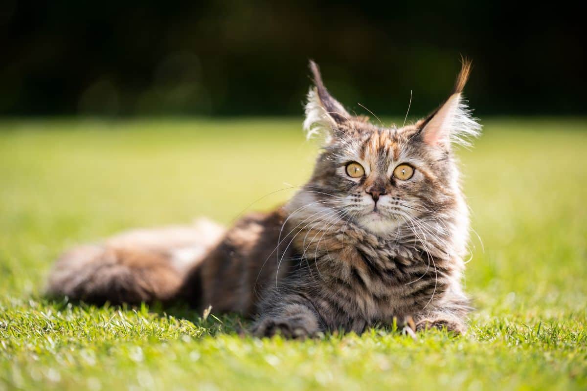 A fluffy tabby maine coon lying on a green lawn on a sunny day.