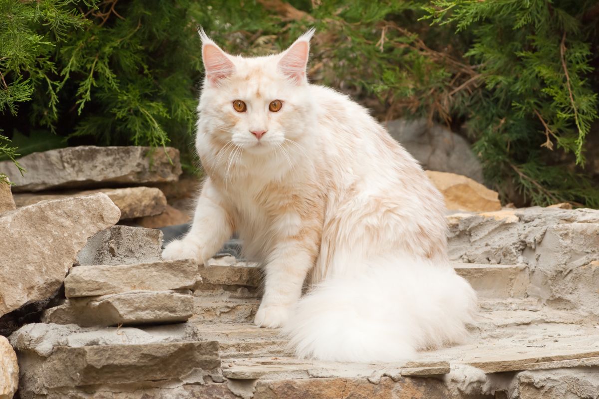 A big flufy ginger maine coon sitting on rocks.