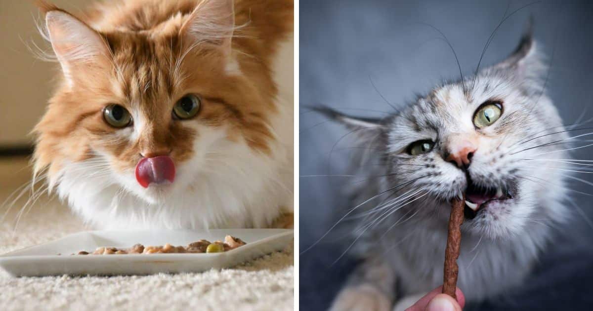 The Best Maine Coon Feeding Schedule (According to Experts)