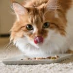 A ginger-white maine coon eating from a white plate.