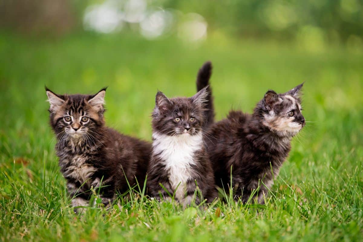 Three cute maine coon kittens on a green meadow.