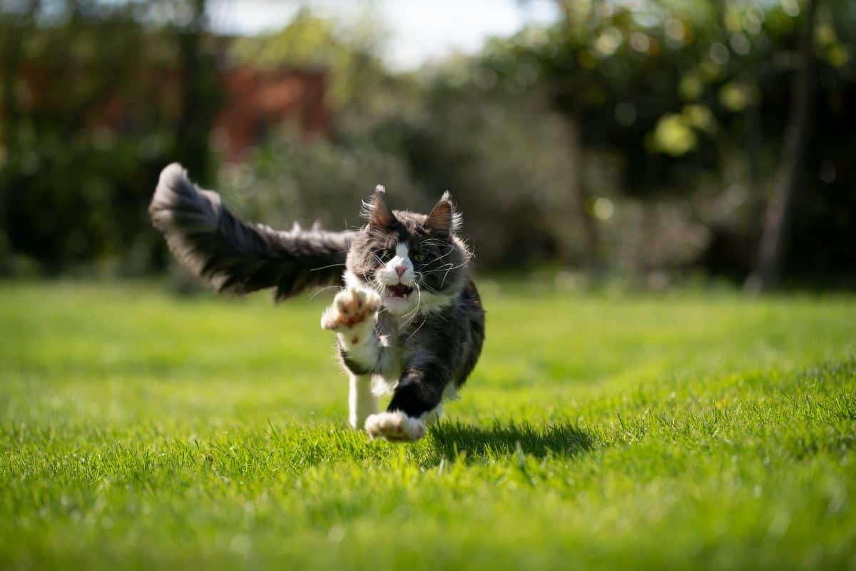 A tuxedo maine coon running on a green lawn.