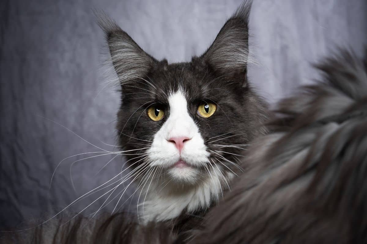 A tuxedo maine coon.