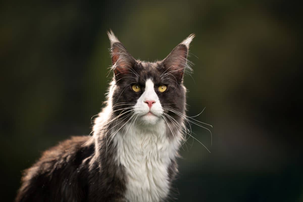 A beautiful tuxedo maine coon.