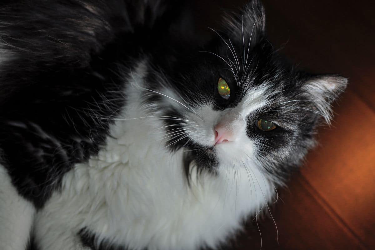 A tuxedo maine coon in dark light.