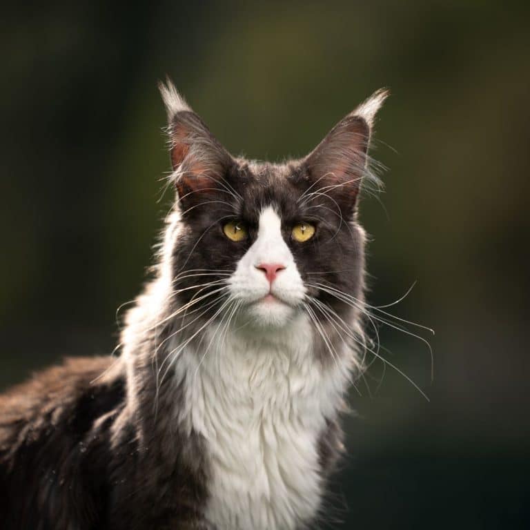 9 Common Health Problems With Maine Coon Cats