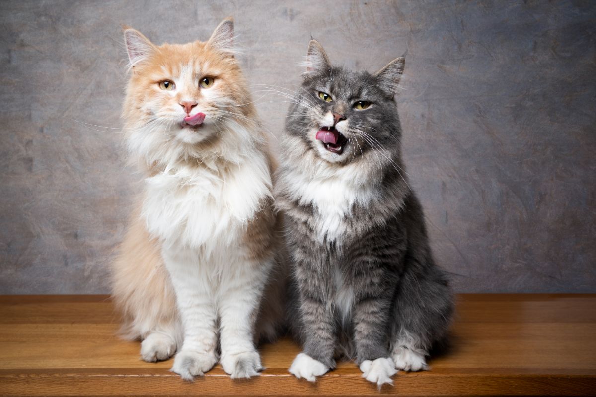 Two big hungry fluffy maine coons.