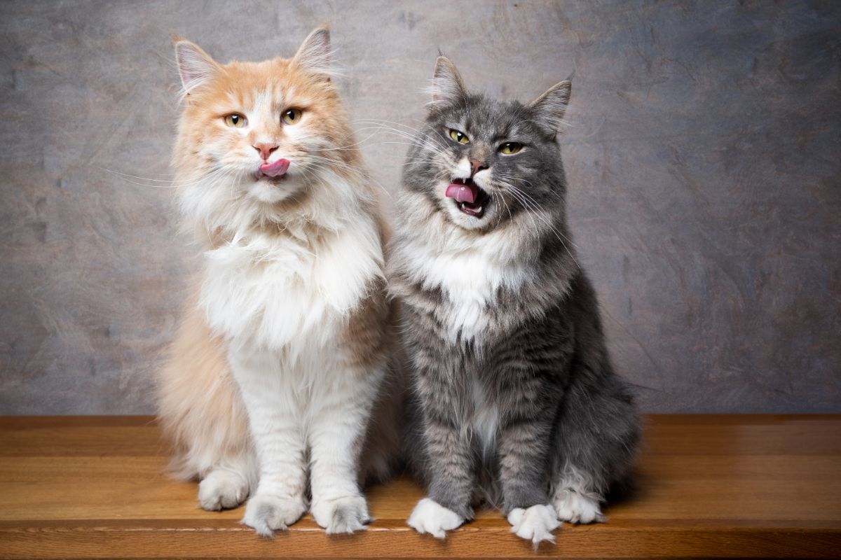 11 Reasons Your Maine Coon Is Always Hungry (What Science Says