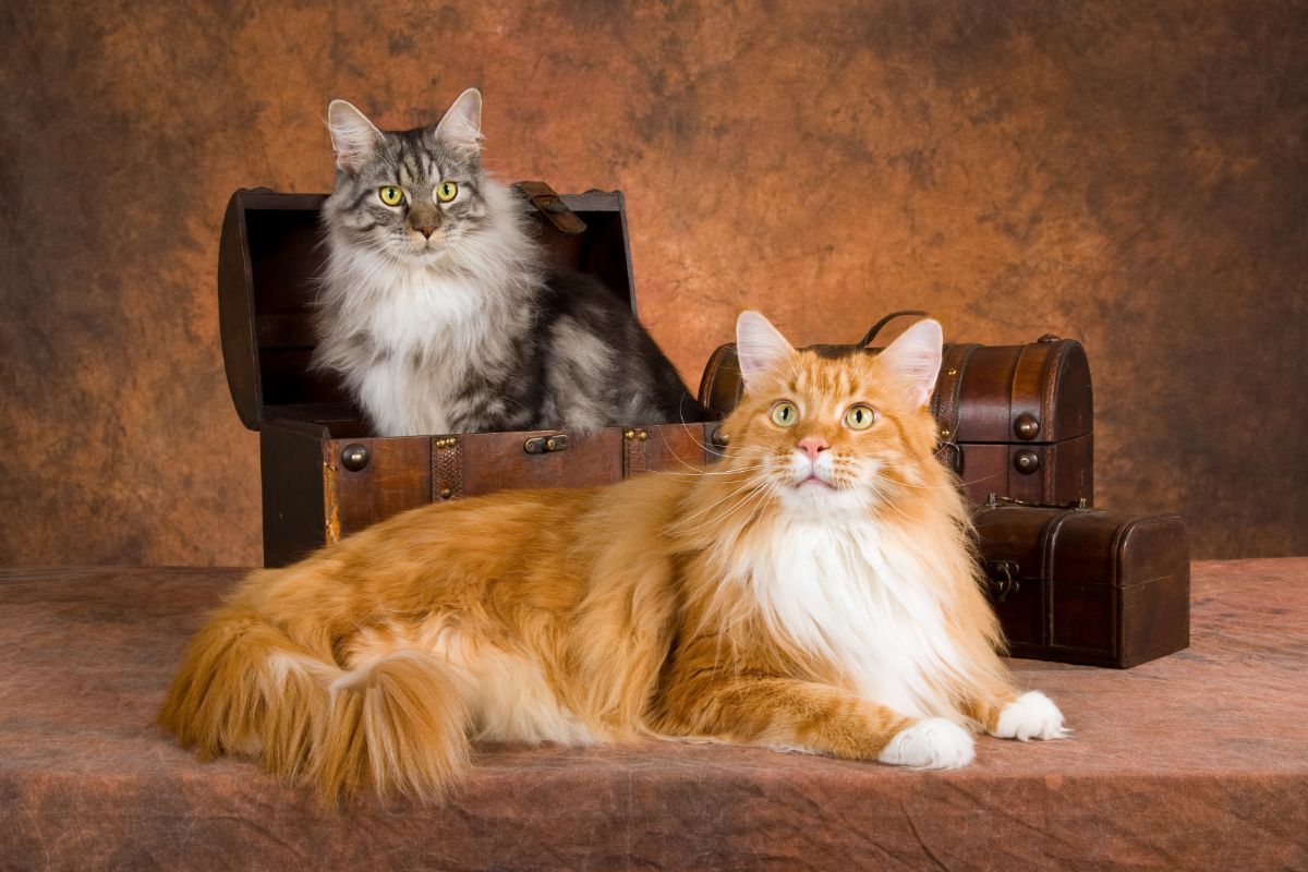 Two beautiful maine coon cats sitting in and next to treasure chests.