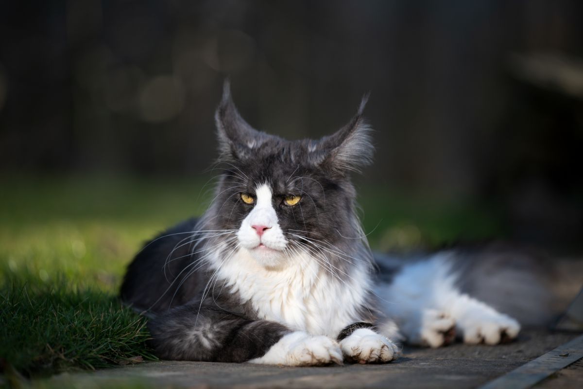 A beautiful black-white maine coon lying on a pavement in a backyard.