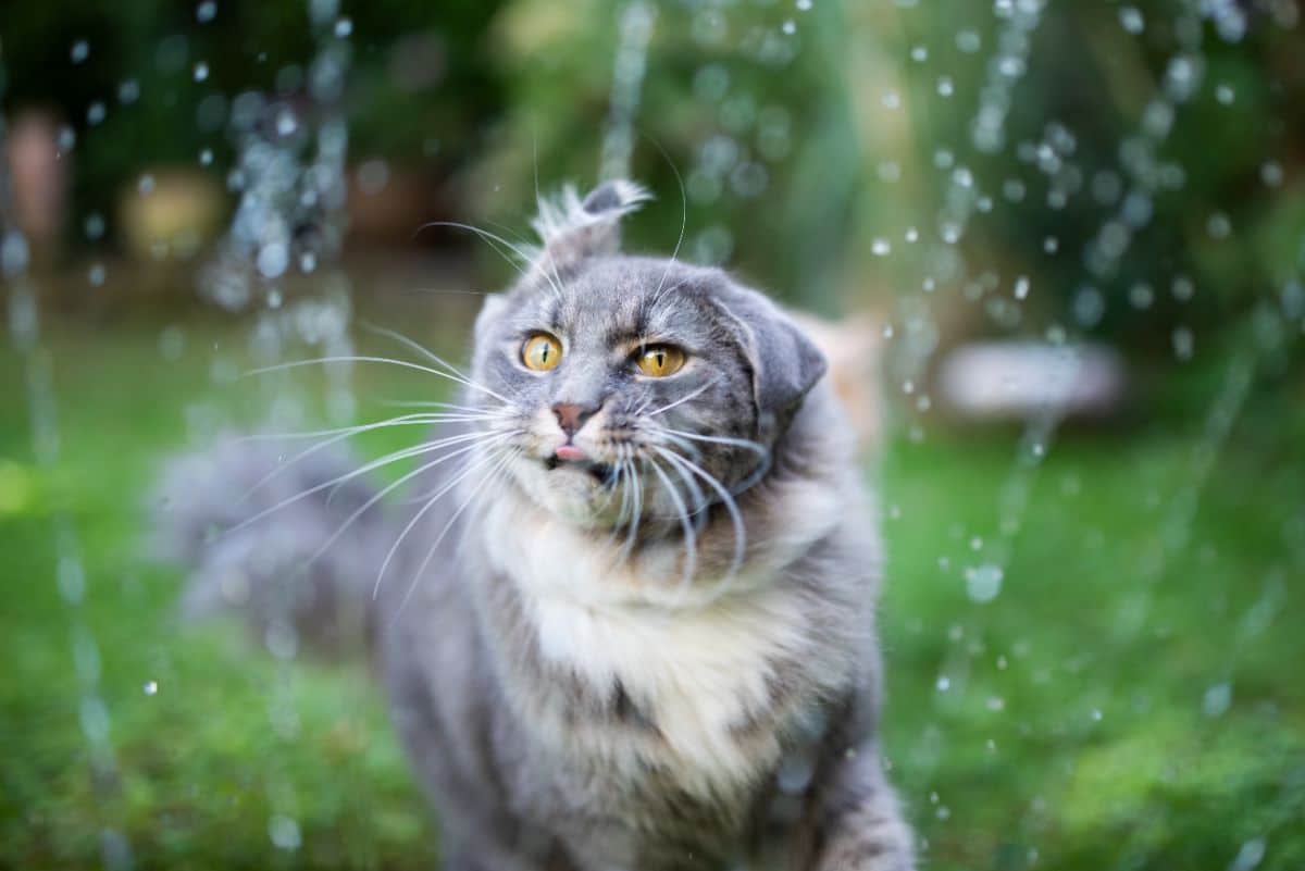 A gray maine coon running trough a water fountain.