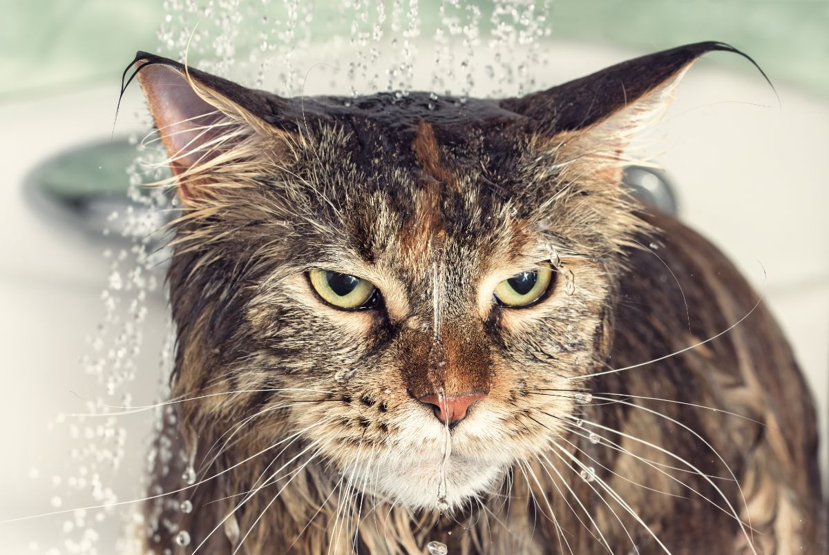 Annoyed lookiing brown maine coon taking a bath.
