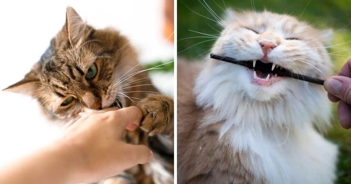 what-is-a-maine-coon-s-bite-force-in-psi-mainecoon