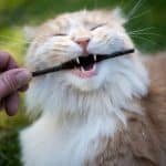A ginger maine coon biting a black stick held by hand.
