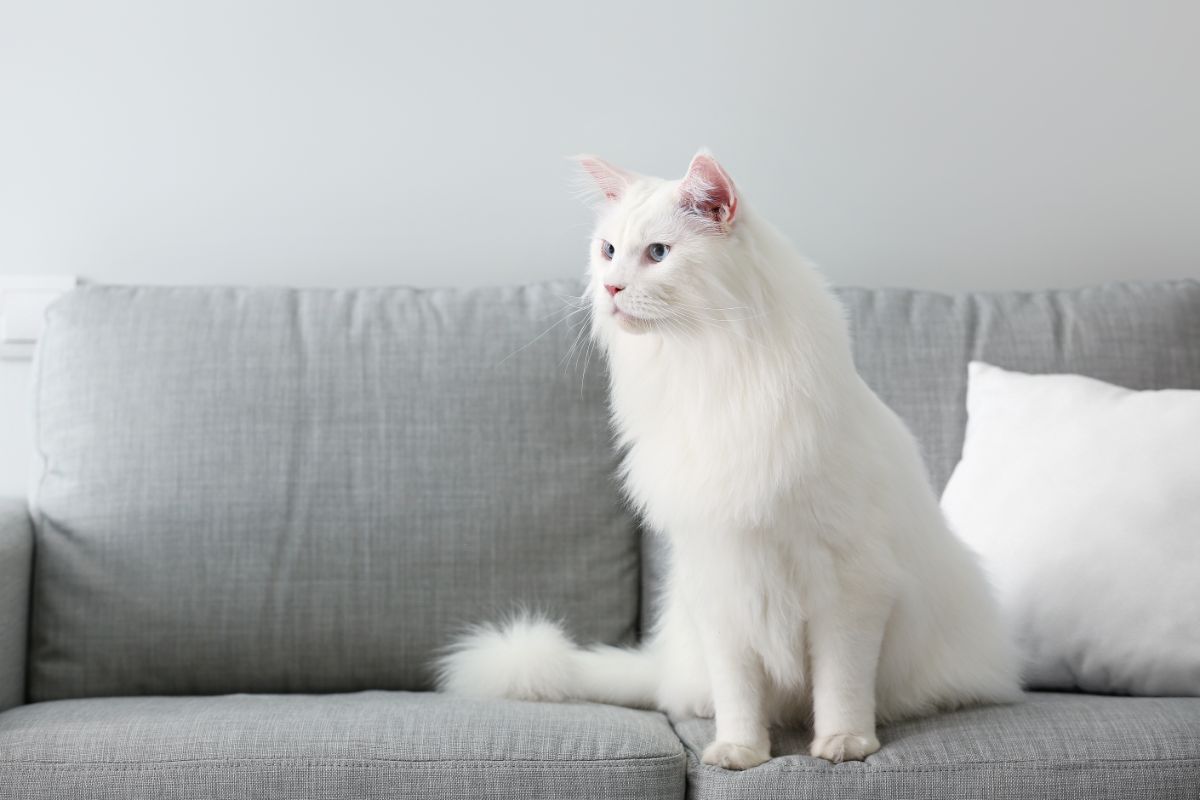 A white maine coon cat sitting on a sofa.