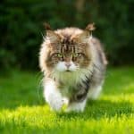 A big fluffy maine coon cat walking on a green grass.