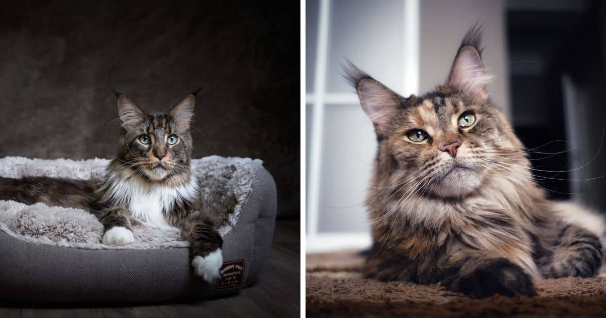 Why Do Maine Coon Cats Cry at Night? (7 Possible Reasons)