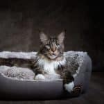 A gray maine coon lying in a cat bed at night,