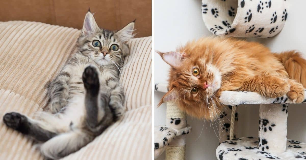 Why Do Maine Coons Lay on Their Back? (7 Surprising Facts)