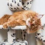 A ginger maine coon lying on a cat tree.