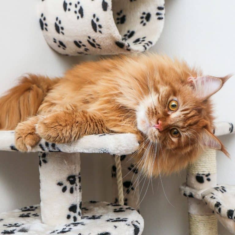 Why Is Your Maine Coon Not Fluffy (What To Do)