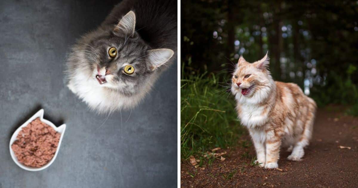 Why Does Your Maine Coon Meow So Much? (6 Reasons)