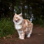 A big ginger maine coon cat meows in a forest.