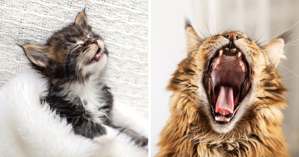 Why Does Your Maine Coon Sleep With Their Tongue Out?