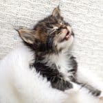 A cute brown main coon kitten sleeping with open mouth.