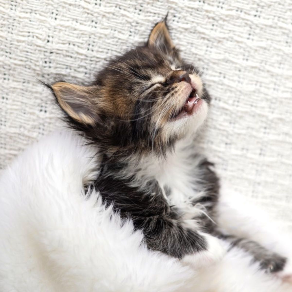 Did Your Maine Coon Bite You? (Here are 7 Reasons Why)