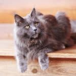 A fluffy gray maine coon sittig on a wooden step.
