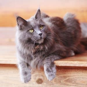 Why is My Maine Coon Small? - MaineCoon.org