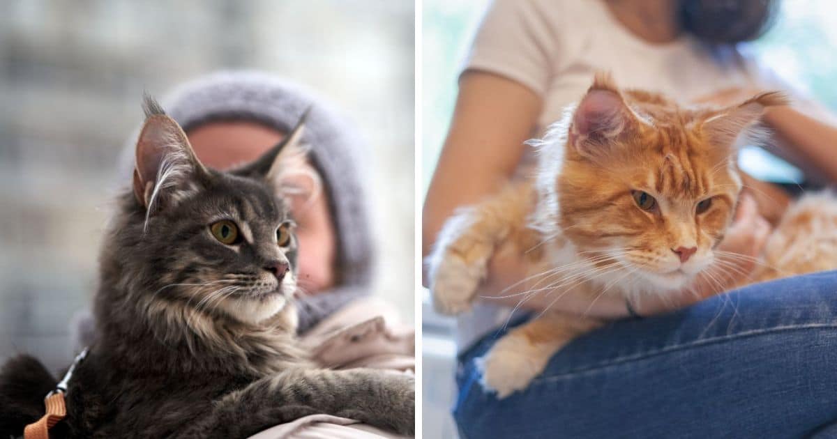 Why Maine Coons Headbutt You? (9 Reasons Explained) - MaineCoon.org