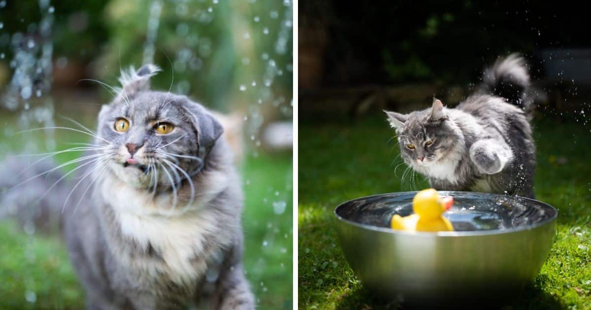 Why Your Maine Coon Not Like Water Five Causes