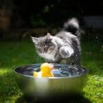 A gray maine coon touching water in a metal container with a rubber duck,