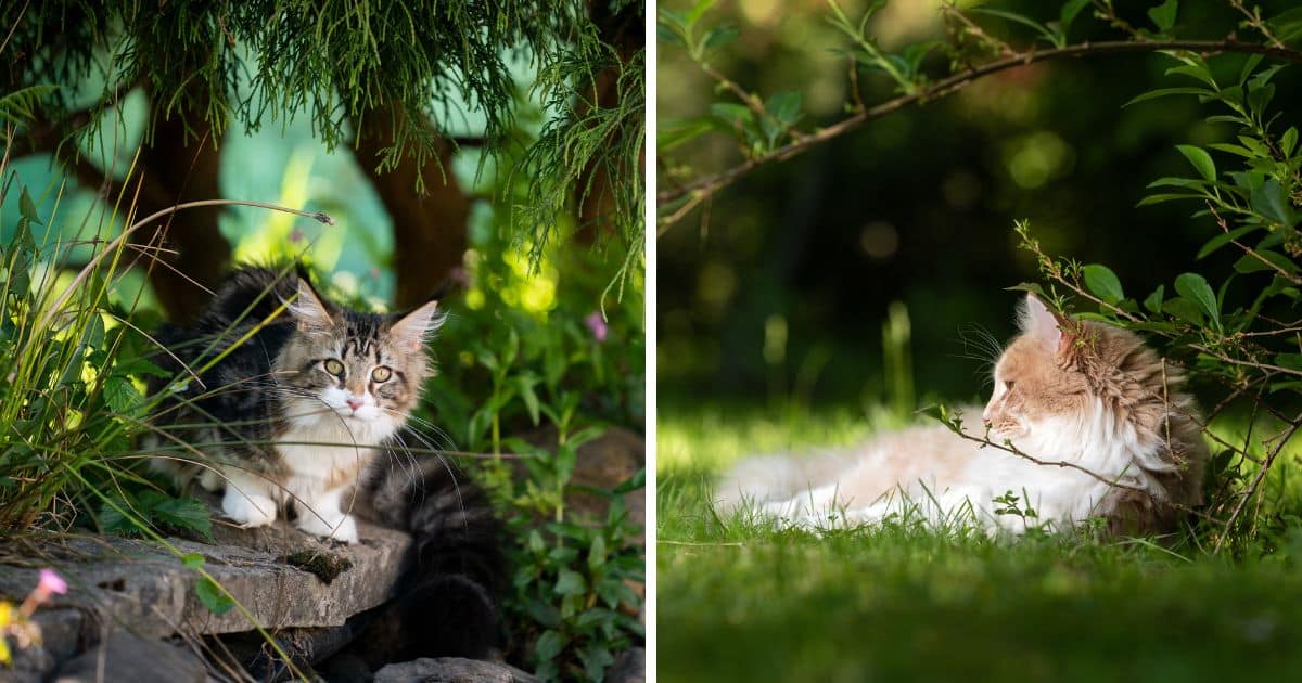 Will Maine Coons Run Away? (What Experts Say)