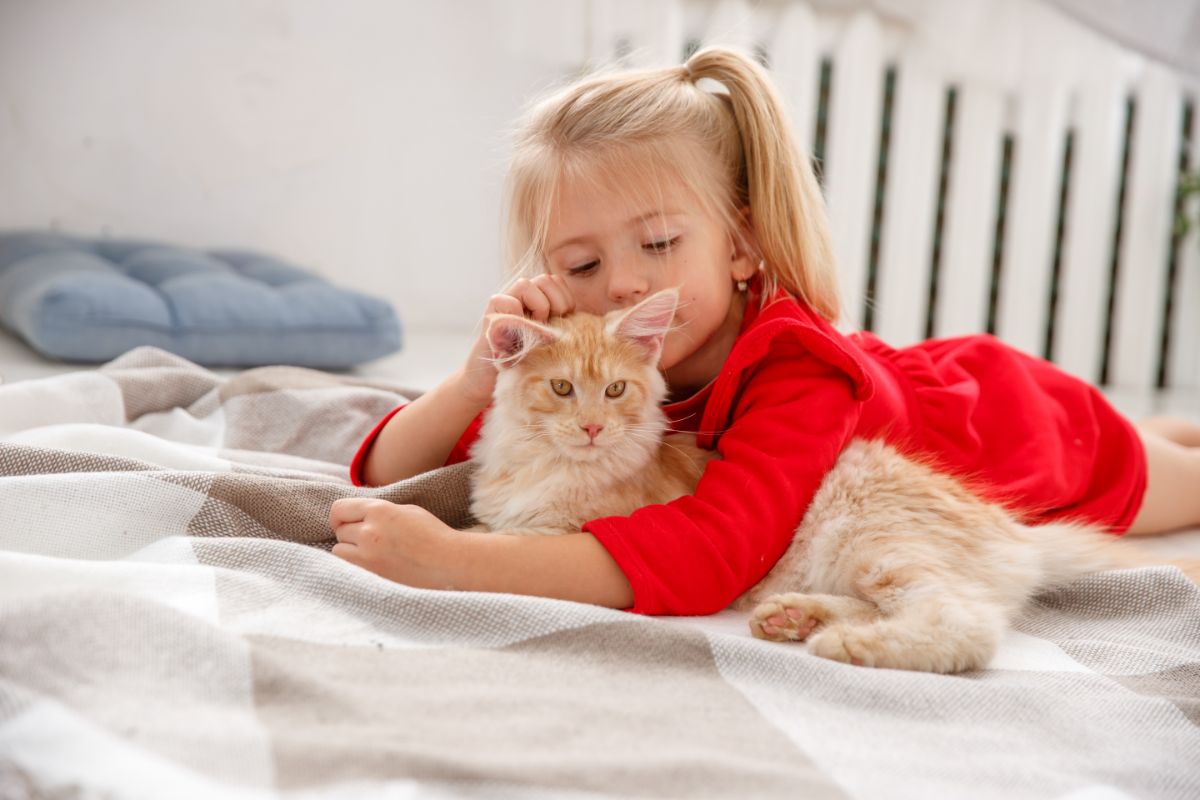 A young blonde girl scratching a ginger maine coon cat on a bed.