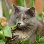 A gray fluffy maine coon lying in plants.