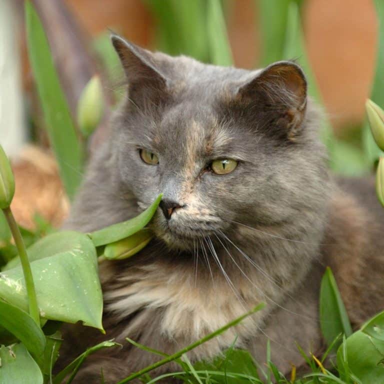 9 Common Health Problems With Maine Coon Cats