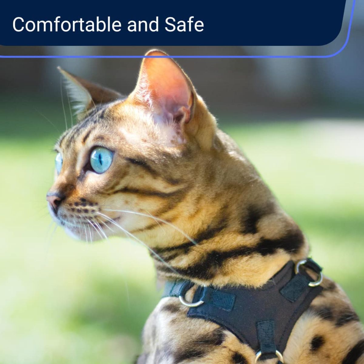 Outdoor Bengal Cat Harness and Leash