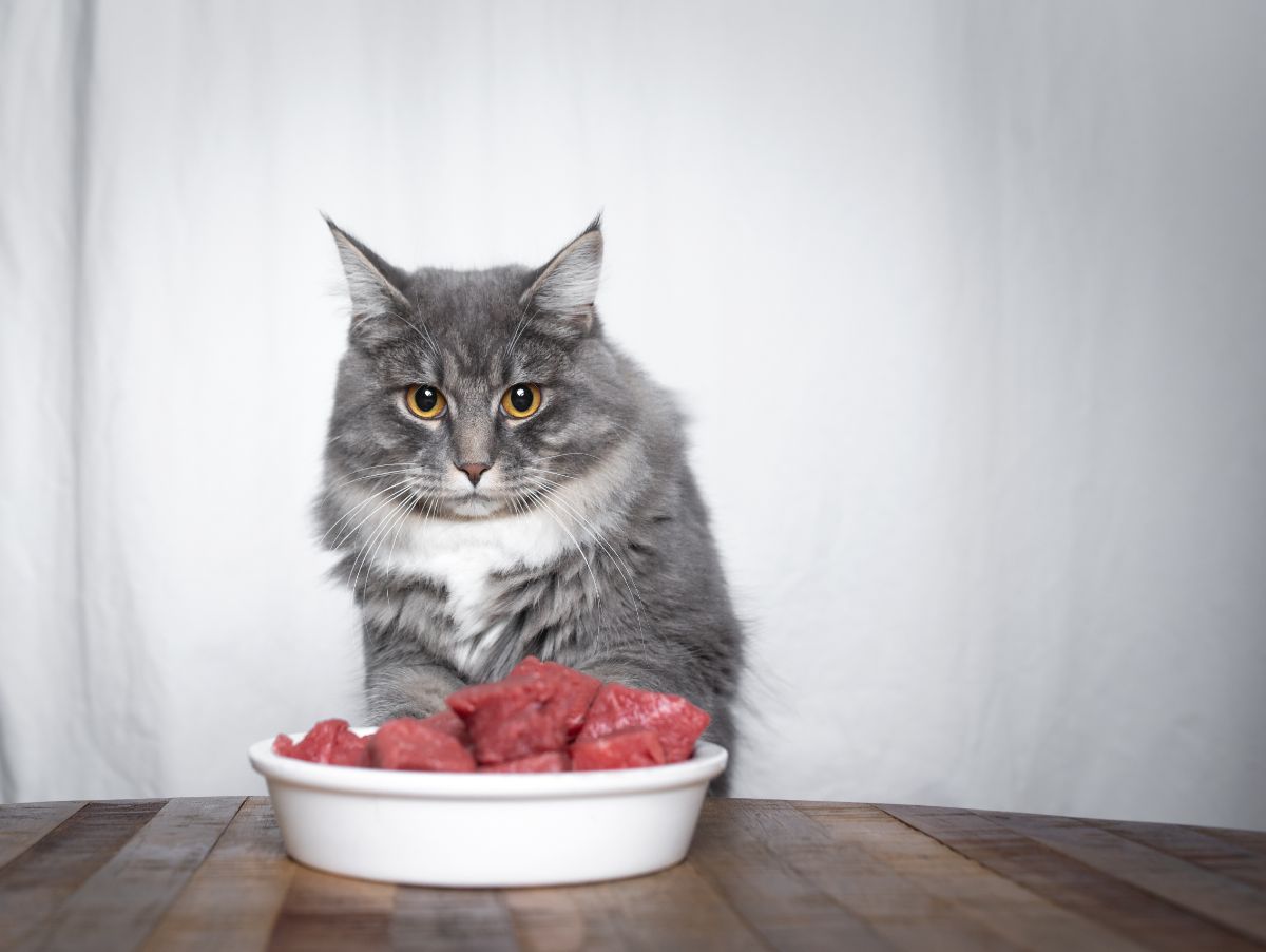 A blue fluffy maine coon sitting behind a bowl of meat.