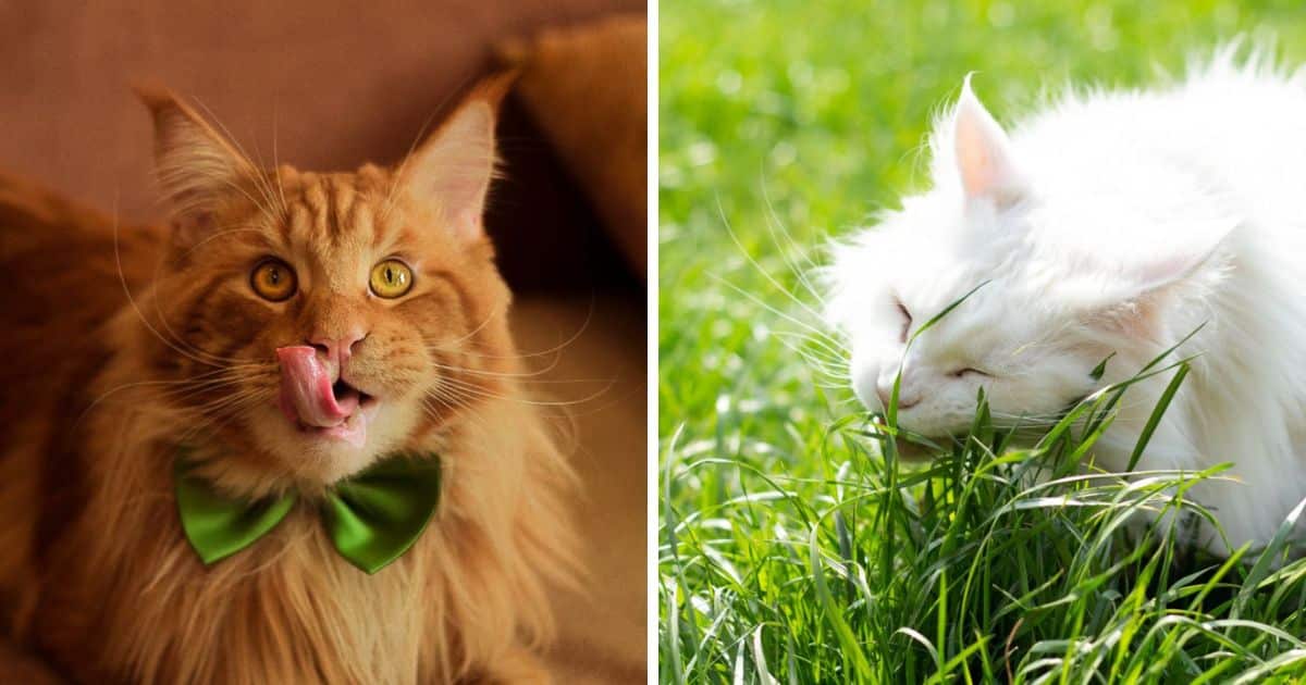 11 Foods Maine Coon Cats Love to Eat And Why