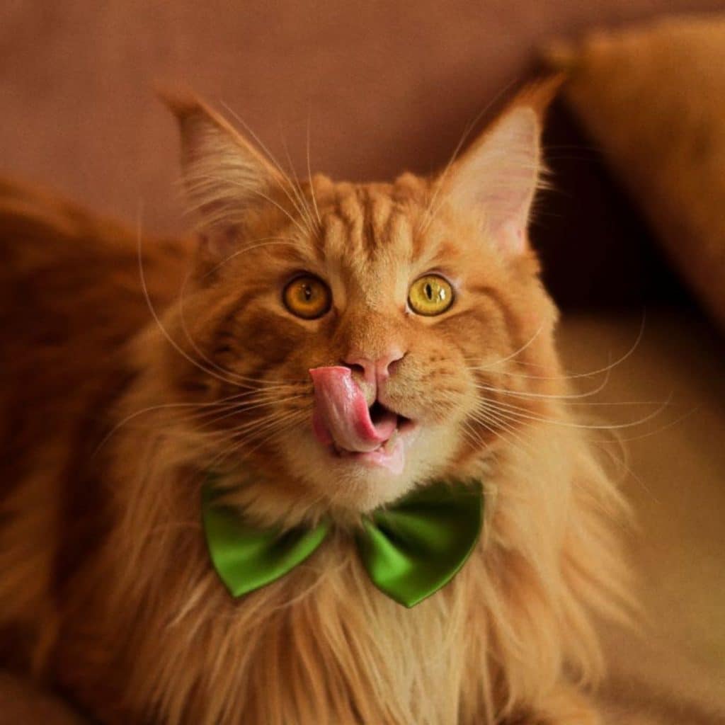 11 Harmful Foods For Your Maine Coon Avoid These