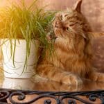 A ginger maine coon lying on a table and eating a grass in a pot.